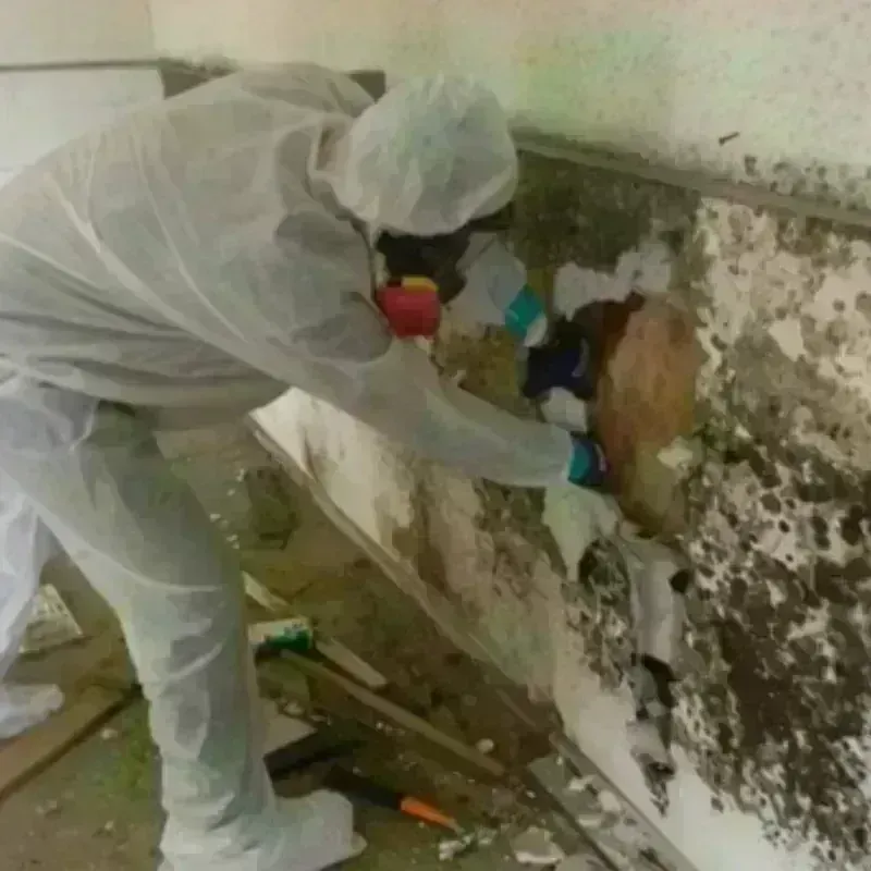 Mold Remediation and Removal in Omega, GA